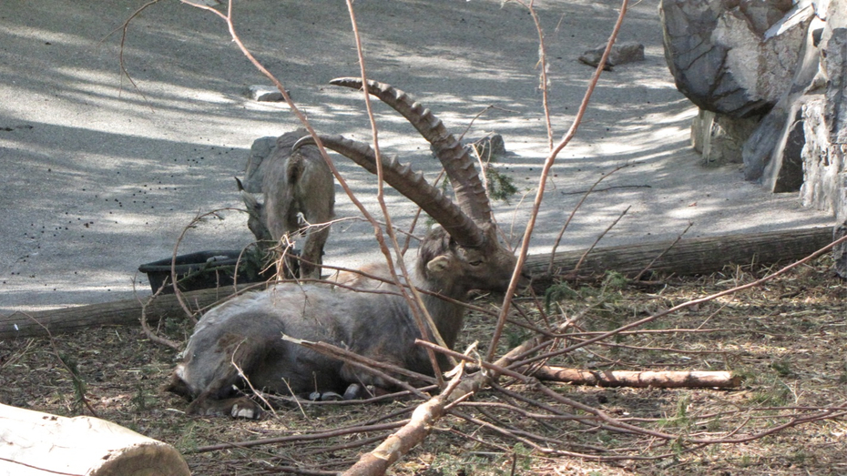 KOE_Wildpark-Patenfeier 33_jpg-1273179370