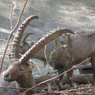 KOE_Wildpark-Patenfeier 35_jpg-1273179388