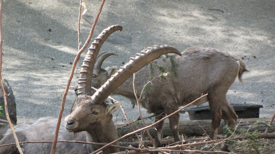 KOE_Wildpark-Patenfeier 35_jpg-1273179388