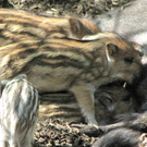 KOE_Wildpark-Patenfeier 36_jpg-1273179398