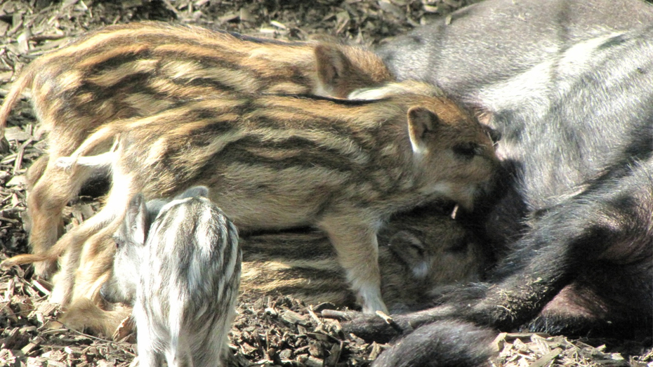 KOE_Wildpark-Patenfeier 36_jpg-1273179398