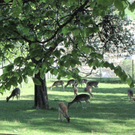 KOE_Wildpark-Patenfeier 39_jpg-1273179443