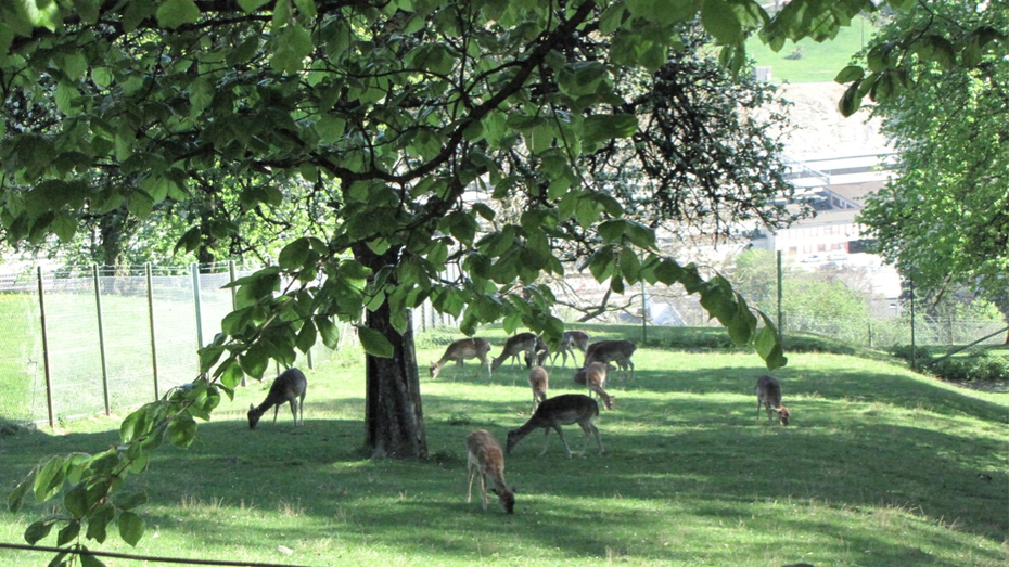 KOE_Wildpark-Patenfeier 39_jpg-1273179443
