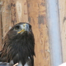 KOE_Wildpark-Patenfeier 40_jpg-1273179450