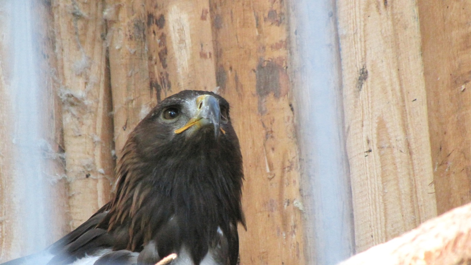 KOE_Wildpark-Patenfeier 40_jpg-1273179450