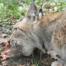 Tierpatenschaften im Wildpark Feldkirch
