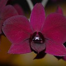 Orchideen pflegeleicht?