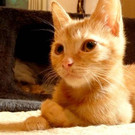 Friedrich: Kleiner Kater braucht ein liebevolles Plätzchen