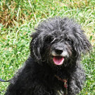 Pu: Liebe Hundedame freut sich auf ein feines Daheim