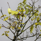 Maikäferplage in Ludesch