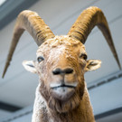 Neue Inatura-Sonderausstellung