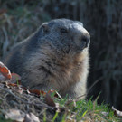KOE_Wildpark Rueckblick 2014 4.jpg