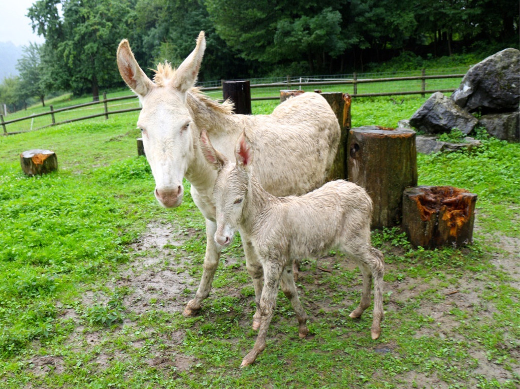 KOE_Wildpark Rueckblick 2014 8.jpg