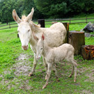 KOE_Wildpark Rueckblick 2014 8.jpg