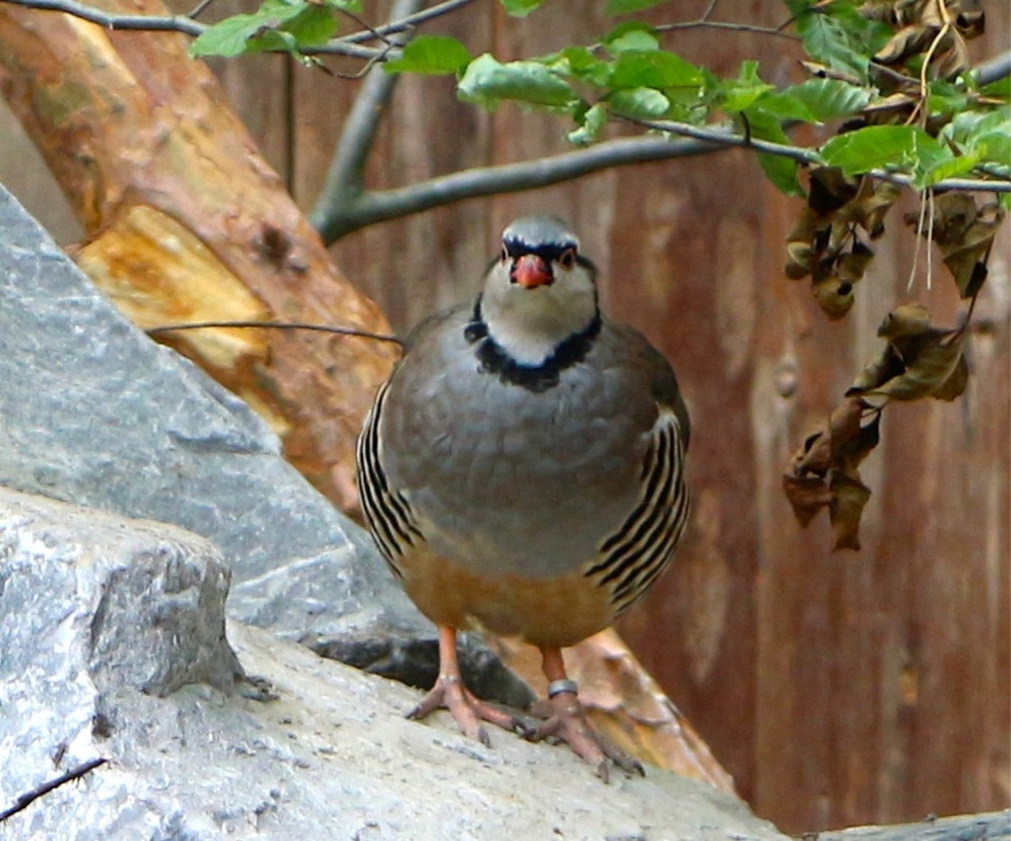 KOE_Wildpark Rueckblick 2014 9.jpg
