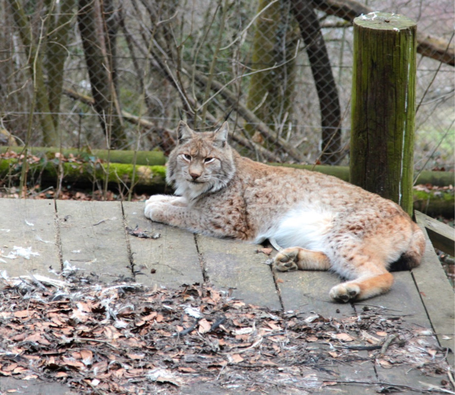 KOE_Wildpark Rueckblick 2014 10.jpg