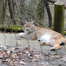 KOE_Wildpark Rueckblick 2014 10.jpg