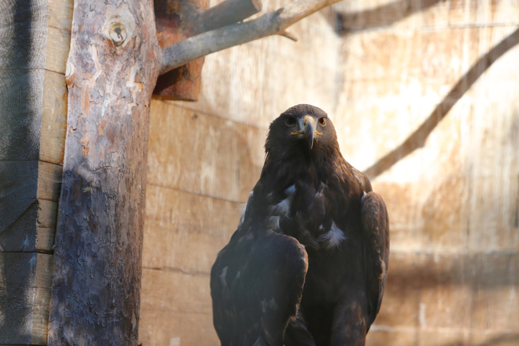 KOE_Wildpark Rueckblick 2014 13.jpg