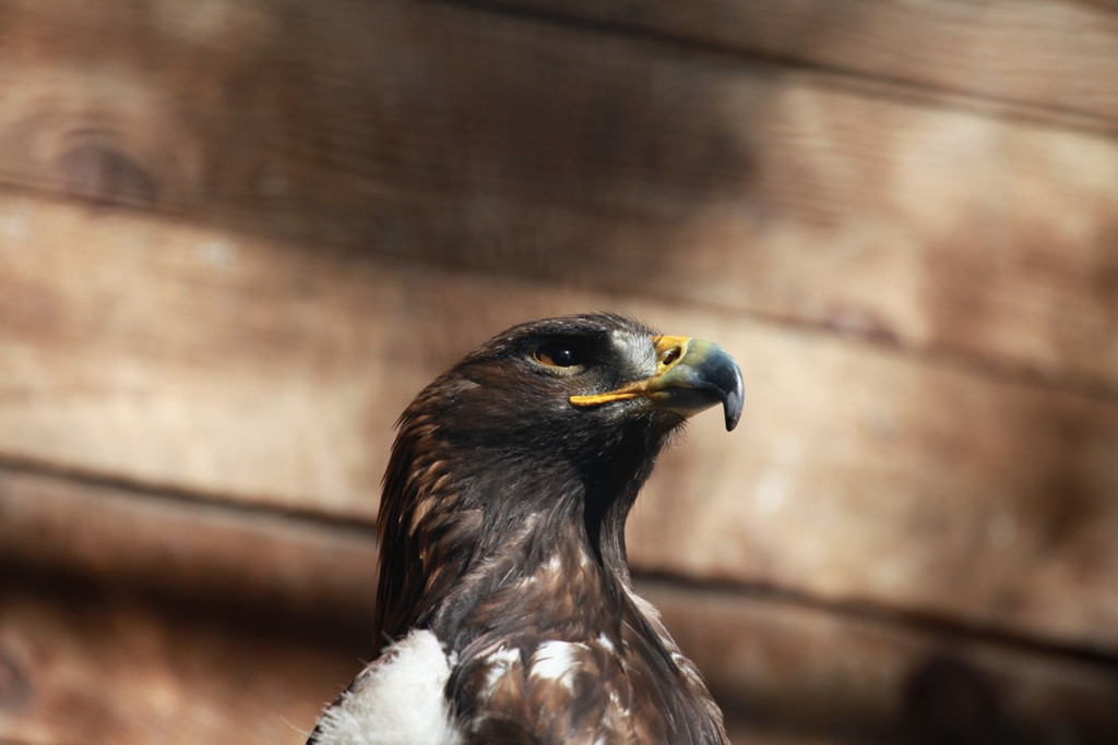 KOE_Wildpark Rueckblick 2014 14.jpg