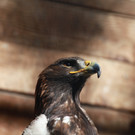 KOE_Wildpark Rueckblick 2014 14.jpg