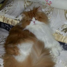 vermisster Kater