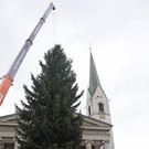 Der Christbaum wird aufgestellt