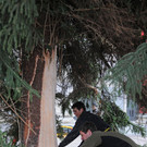 Dornbirner Christbaum _c_ DTSM _2_.jpg