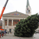 Dornbirner Christbaum _c_ DTSM _3_.JPG