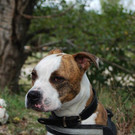 Rüdiger: Lustiger Rüde sucht Platz bei lieben Menschen