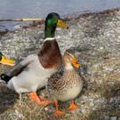 k-IMG_3680.JPG