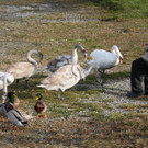 k-IMG_3690.JPG
