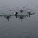 k-IMG_8918.JPG
