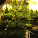 Starker Cannabis-Geruch führte zu Plantage in Wien-Margareten