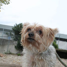 Jimmy: Yorkie auf der Suche nach einem ruhigen Daheim