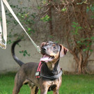 Speedy: Umgänglicher Rüde wünscht sich guten Platz