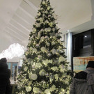 wundersch__ne Christb__ume.jpg