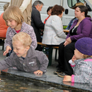 1 Abendmarkt H__chst 8_5_2010 107_jpg-1273348371