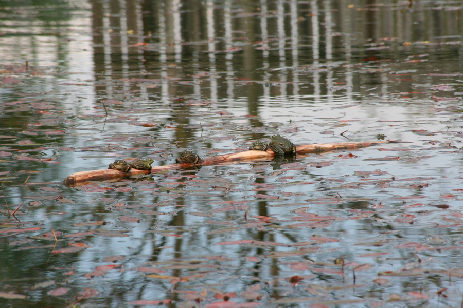 BK_weiher 9_jpg-1273351861