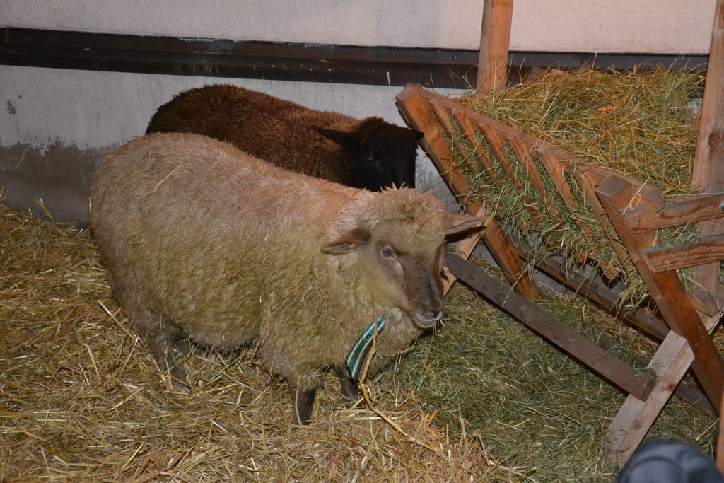 DSC_0076.JPG