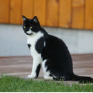 Hermine