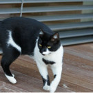 Hermine