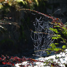 Natur in Zwischenwasser im November