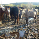 Fall von Animal Hoarding: 140 Tiere in Niederösterreich gefunden
