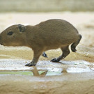 Wasserschwein59_0282.jpg