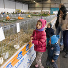 kleintierzucht landesschau_4.jpg