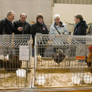 kleintierzucht landesschau_5.jpg