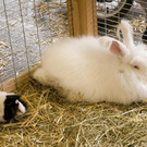 kleintierzucht landesschau_8.jpg