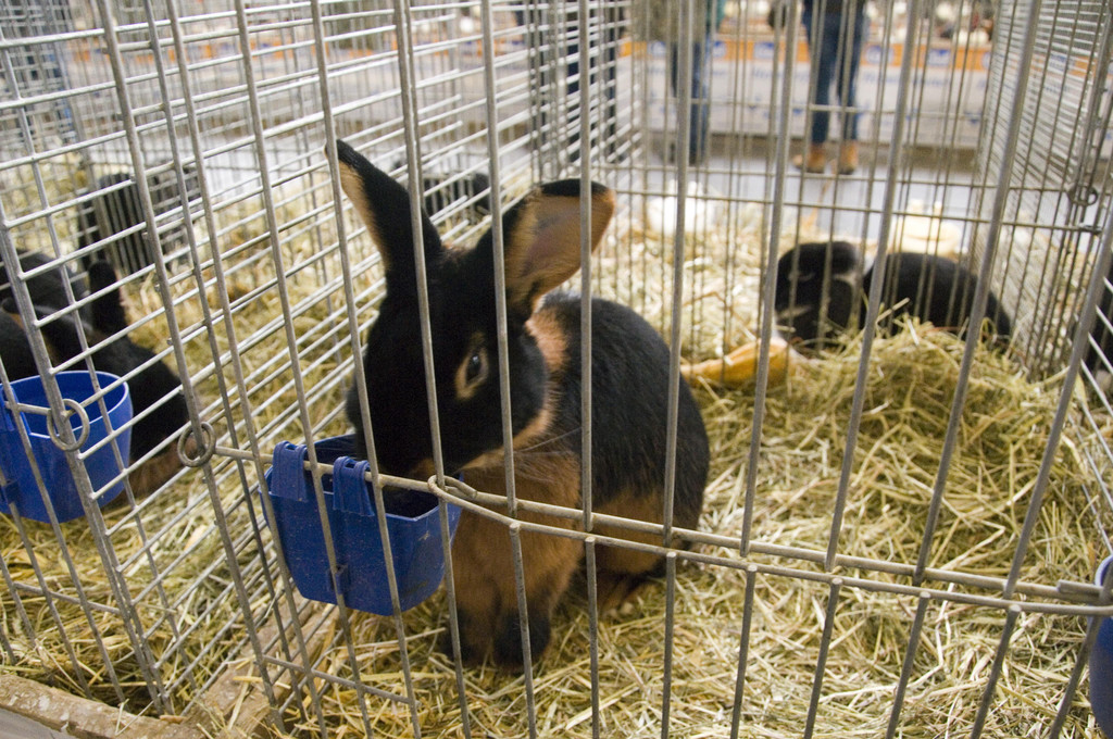 kleintierzucht landesschau_13.jpg