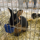 kleintierzucht landesschau_13.jpg