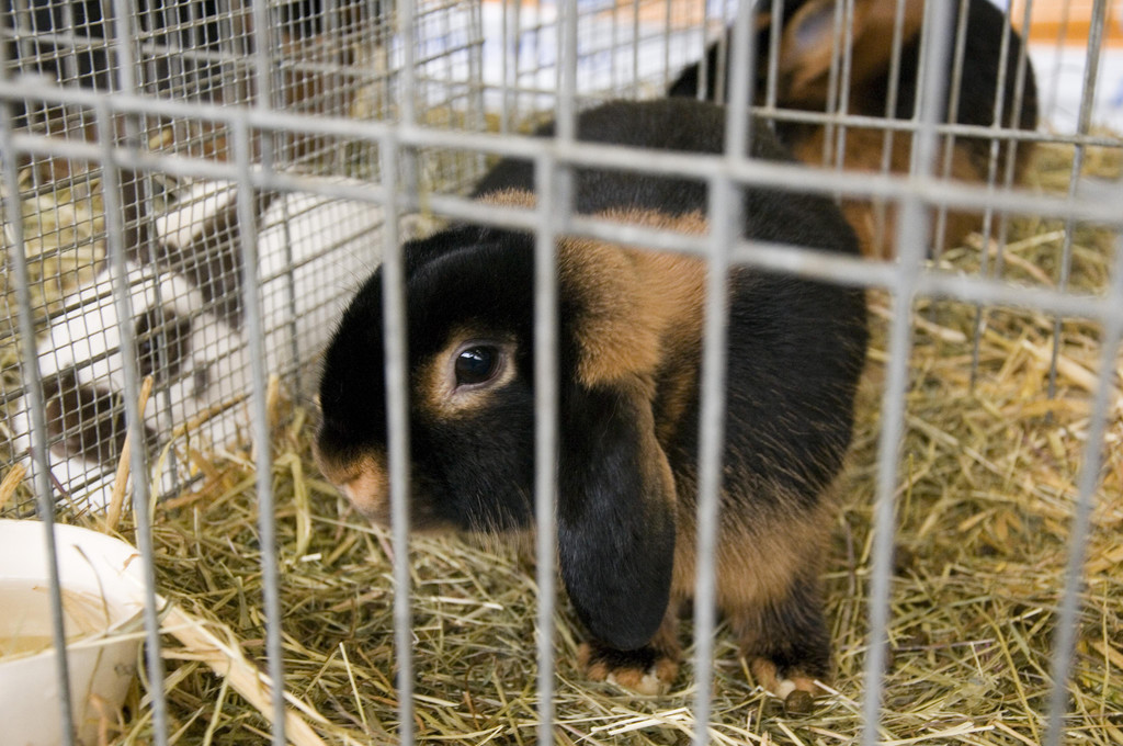 kleintierzucht landesschau_14.jpg
